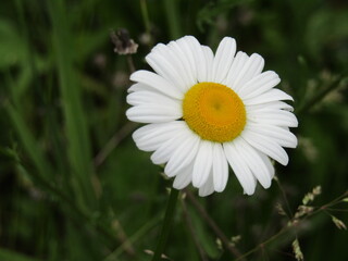 daisy in the grass