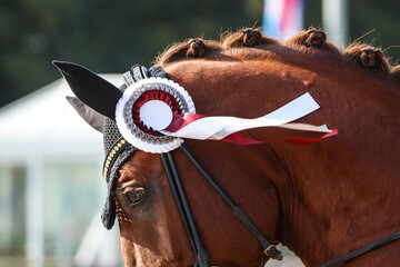 Dressage show horse with ribbon close up