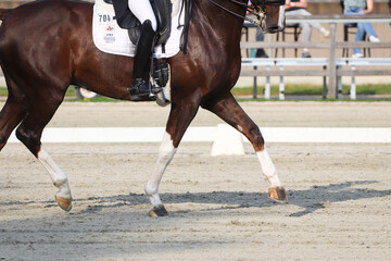 Riding horse legs close up