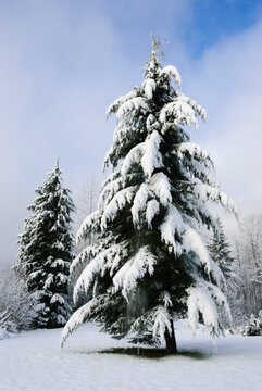 A Western Hemock fir tree stands majestic under a blue sky with snow hanging from the branches on a cold winter day