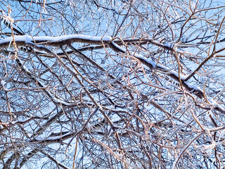 snow covered branches