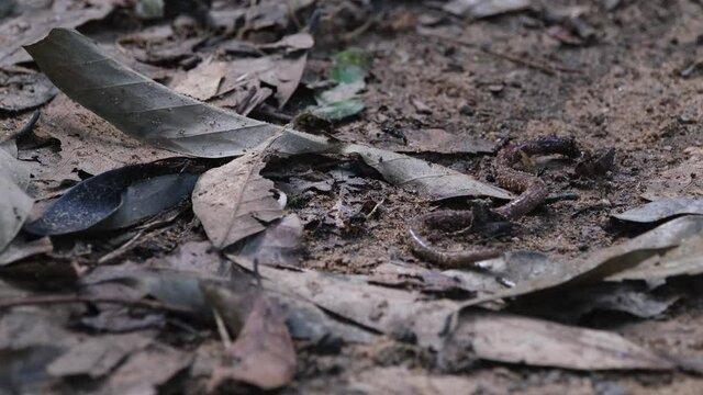 An Earthworm being attacked by Razorjaw Ants, Leptogenys in Khao Yai National Park on the forest ground as it is trying to escape its demise, Thailand.