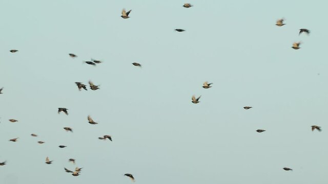 A chaotic flight of a flock of birds over the field