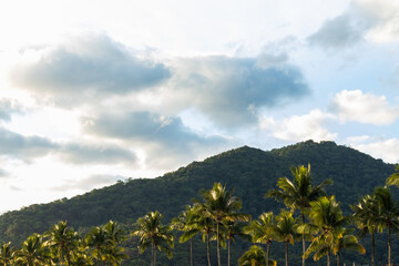 Fototapeta na wymiar paisagem com montanha e árvores palmeiras