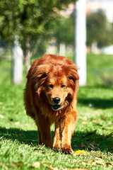 perro de edad adulta caminando en parque bajo un maravilloso sol de verano