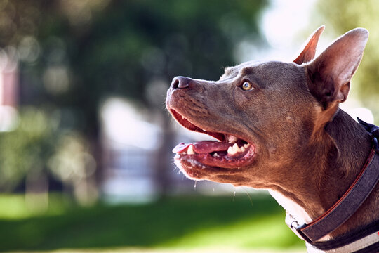 pitbull cachorro tomando un ba&ntilde;o del sol en el parque de la cuidad