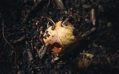 Leaf on the ground