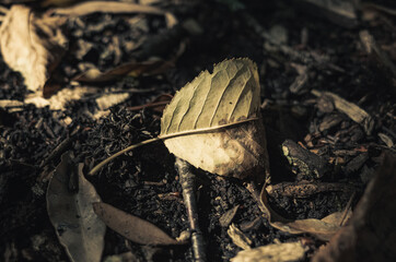 autumn leaves on the ground