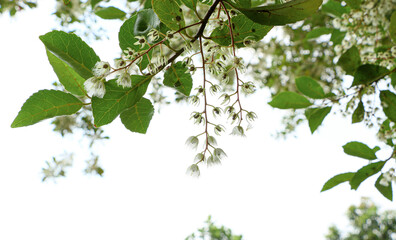 Green Leaves and branches in waving and moving in natural breeze