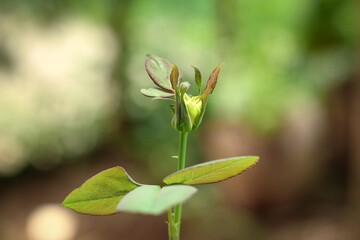 Obraz premium Green Leafs and branches in the wind