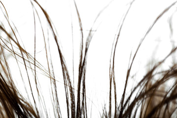 Windy hair. Abstract close up hairs on white background.