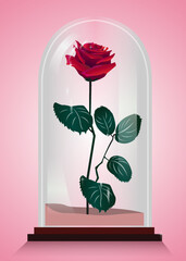red rose in a glass recipient