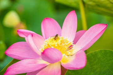 Fototapeta na wymiar The lotus and the bee