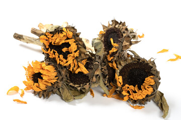 faded sunflowers on a white background