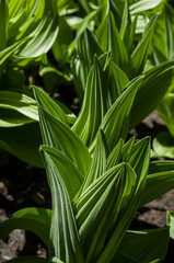 Obraz premium Natures Beauty