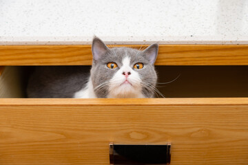 a cute british shorthair cat hiding in a drawer and looking to the camera