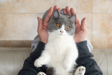 man gently holding a lovely british shorthair cat