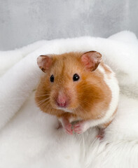 Cute Syrian hamster with full cheek pouches on a soft blanket