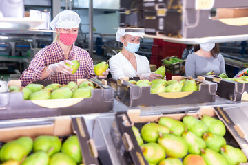 Nice female workers in protective masks sort ripe pears into boxes for sale