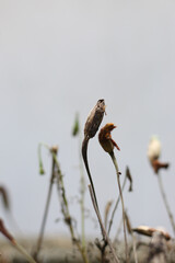 Beautiful Natural Flowers In Nature
