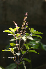 Green Leafs and branches in the wind