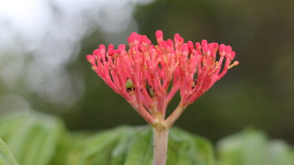 Fototapeta premium Coral flower, medium sized shrub with different and very beautiful red flowers, very common in gardens all over the world.