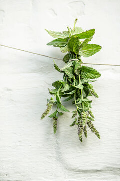 Mentha suaveolens, apple mint, pineapple mint, woolly mint or round-leafed mint suspended for drying with an herbalist. 