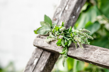 bunch of fragrant herbs Mentha suaveolens, apple mint, pineapple mint, woolly mint or round-leafed mint suspended for drying with an herbalist. Preparation of medicinal herbs 