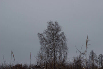 Winter tree in the woods. Frost