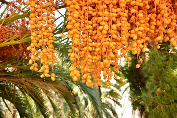 Dátiles colgando de una palmera,  Phoenix dactylifera