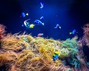 Fototapeta na wymiar School of fish swimming in a large blue aquarium