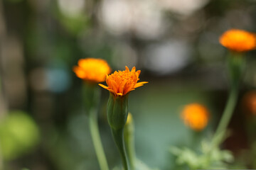 Beautiful Natural Flowers In Nature