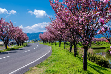 八重桜と堤防