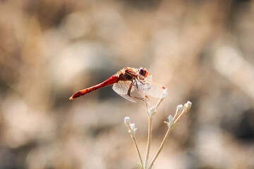 dragonfly on a flower