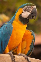 close-up yellow breasted macaw