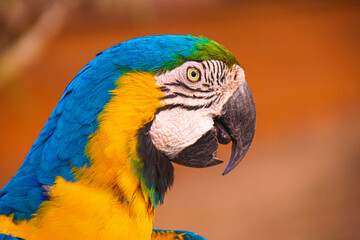 close-up yellow breasted macaw
