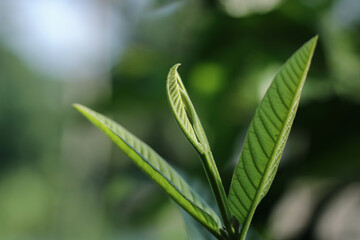 Photo of a leaf and branches ourdoor nature