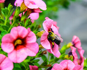 bee on pink flower in garden, spring scene
