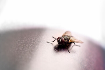 Macro shot of a house fly insect