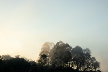 silhouette of trees in the mountains in the morning