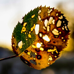 close up of sunlight shining through the holes of a leaf, nature scene