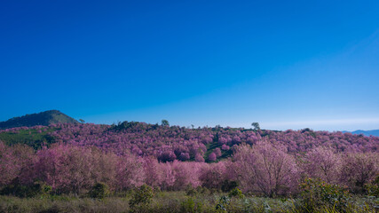 Fototapeta na wymiar Beautiful Wild Himalayan, Cherry pink blossom Sakura flower or Prunus Cerasoides full bloom in natural of forest on the high area at Phu Lom Lo Mountain.