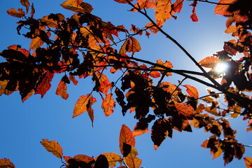 silhouette of fall leaves in the sun