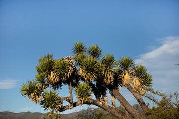 Fototapeta na wymiar Yucas del semidesierto en Higueras, Nuevo León, México.