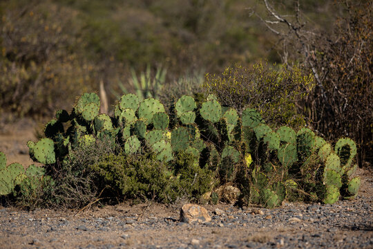 Yucas del semidesierto en Higueras, Nuevo Le&oacute;n, M&eacute;xico.