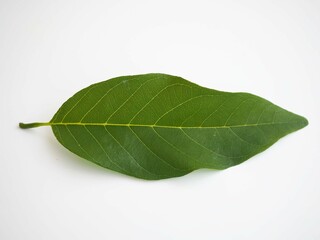Obraz premium Annona leaves on a white background. closeup photo, blurred.