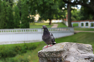Multicolored pigeon standing on a concrete pole.