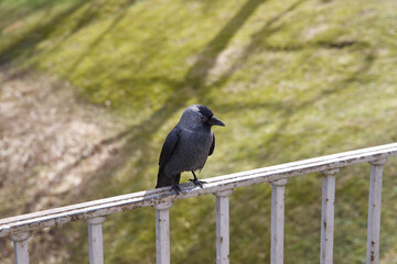 A bird perched on a bridge railing in a park.