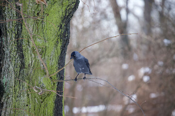 A gray-black bird perched on a tree branch.