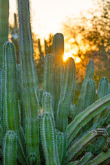 Cactus at Sunset